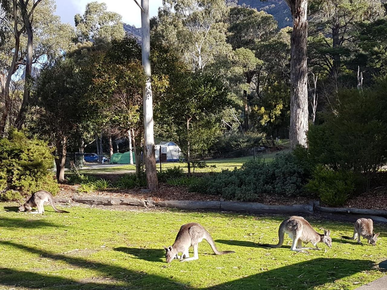 Breeze Holiday Parks - Halls Gap Kültér fotó